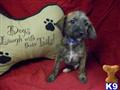 Jack Russell Terrier